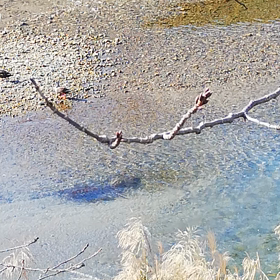 鴨ちゃんの画像