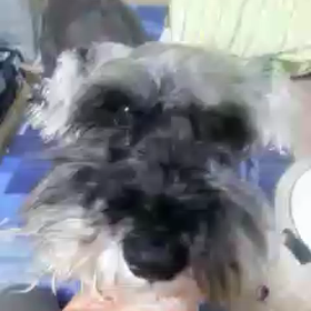 尻尾クリクリ？の画像