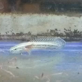 またまた激レア魚買い付け！！の画像