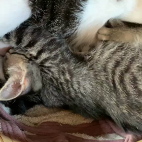 乳離れ...まだ？の画像