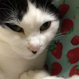 言いなりの画像