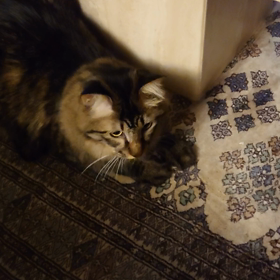 タップダンサー?!の画像