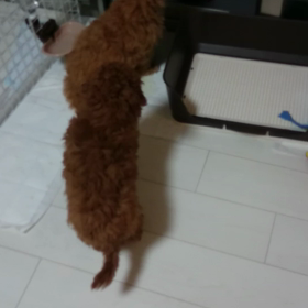 おかえり～の画像