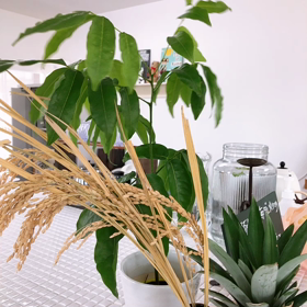 風吹き抜けるの画像