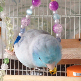 ネムネム〜の画像