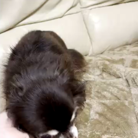 心洗われるの画像