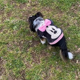 来夢のお散歩   動画の画像