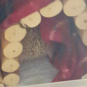 正月そうそうピーピーパニックの画像