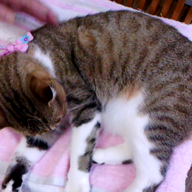 樋口一葉？みたい･･････。の画像