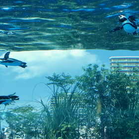 天空のペンギンの画像