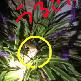 秋だねぇーの画像