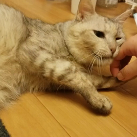 撫でてーと催促する猫の画像