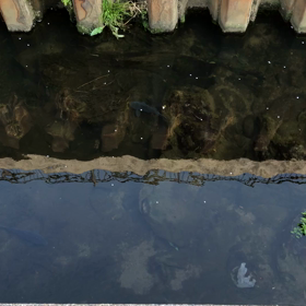 きのうの黒い魚の画像