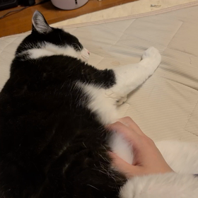 お腹をナデナデの画像