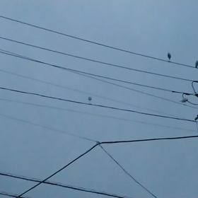 サギの群れ③の画像