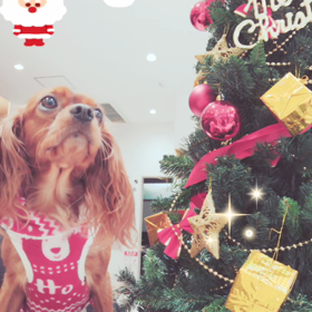 メリークリスマスの画像