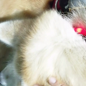 今日は最後のしつけ訓練の日です。それに備えての練習やりました。少し許すと飼い主が緊張感が緩んでしの画像