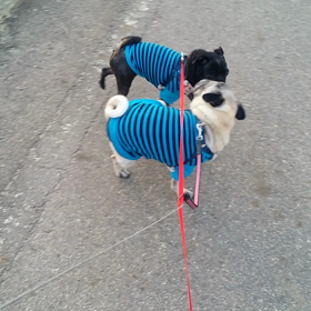 お散歩動画３連チャン　昨日と今日です♪の画像