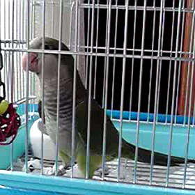 動画。。。♪     ハルくんとアオちゃん☆の画像