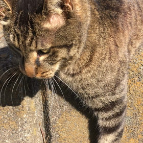 楽天の送料無料キャンペーン凄いね！の画像