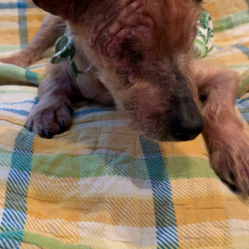 ご機嫌よろしく…の画像