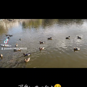 鴨ちゃん達　ありがとう　癒やされましたの画像