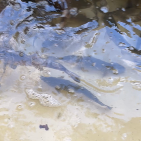 親ヤマメ放流1の画像