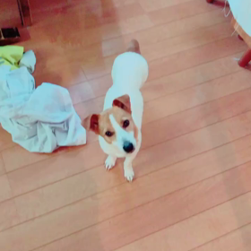 アニマルセラピーの画像