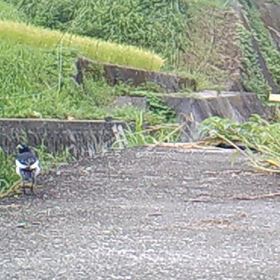 すぎぴたんの事件簿シーズン２　２４話の画像