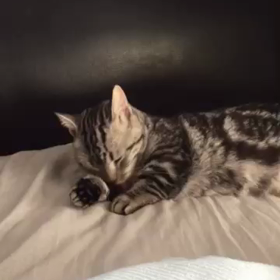 とらぢ@70の画像