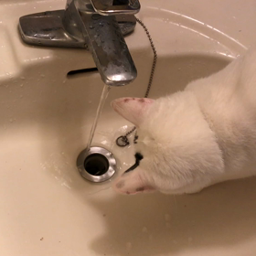 今日のテンの画像