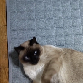 猫動画の画像