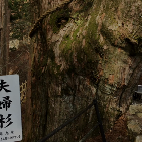 玉置神社の夫婦杉の画像