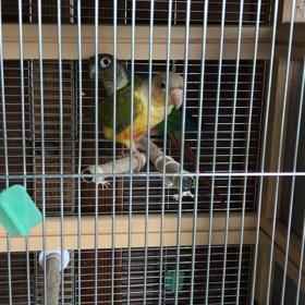 潔癖症‼️ウロコインコのお父さん(⌒▽⌒)の画像