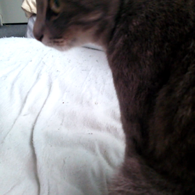 今日の わだちの画像