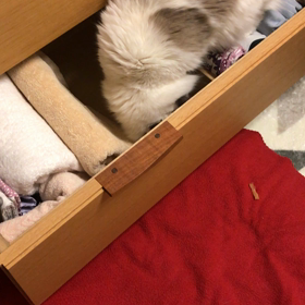 歯科定期検診の画像