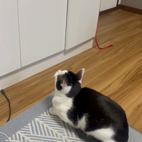 にゃんこの画像