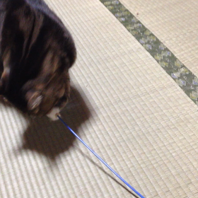 メロ、ねこじゃらしで遊ぶ。の画像