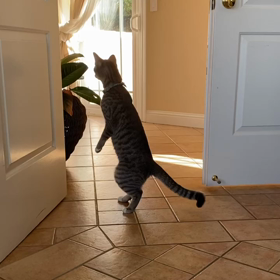 あなたのなりたいものは?の画像