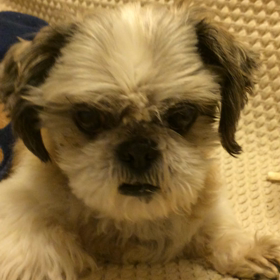 ガムやだ！の画像