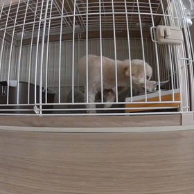 変だった！の画像