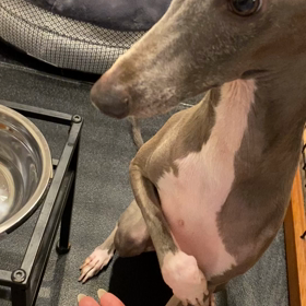 今日のハウル ごはんの前の儀式の画像