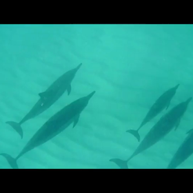 イルカはいるか！？の画像