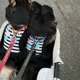 嬉しいぃお散歩の画像