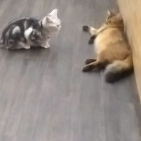 猫カフェの画像