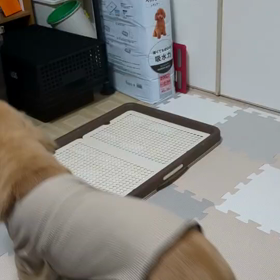 いろいろあったよの画像