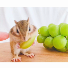 ももちゃんのぷくぷくほっぺ♪の画像