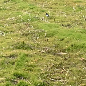 ワイ、お友達にはなれなかった模様(´･ω･`)の画像