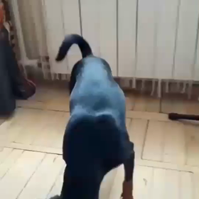 マスクをする犬の画像