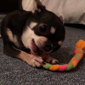 ガジガジかじり好きの画像